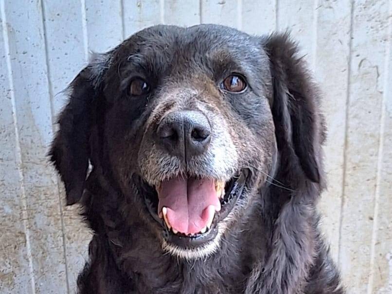 Adotta un cane, femmina, 3 anni  e 10 mesi , Reggio