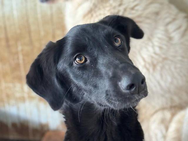 Foto dell'animale