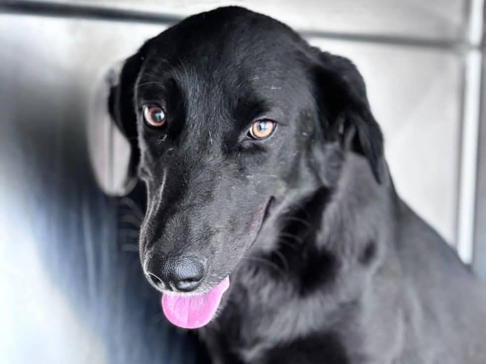 Adotta un cane, femmina, 1 anno e 8 mesi , Reggio