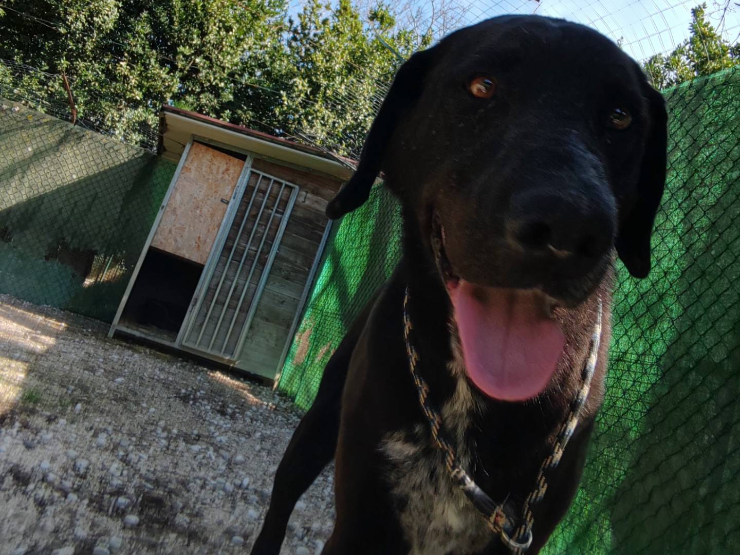 Vuoi adottare un cane a Roma?