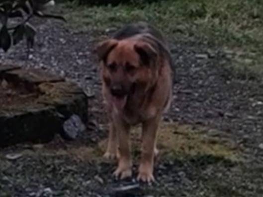 Adotta un cane, maschio, 4 anni  e 1 mese, Roma