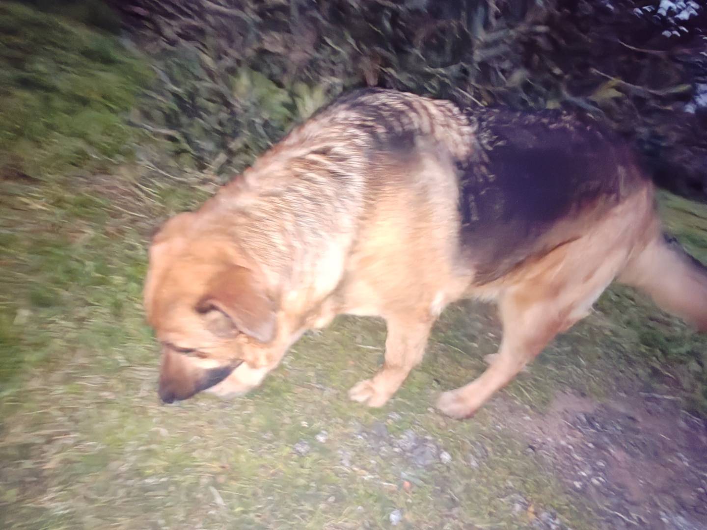 Adotta un cane, taglia grande, maschio, Roma