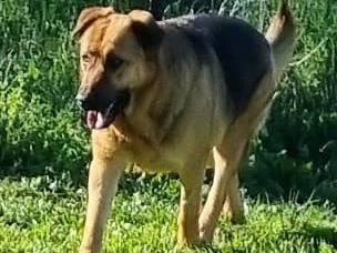 Vuoi adottare un cane a Roma?