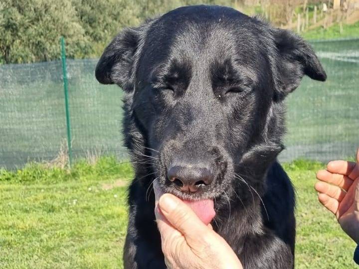 Adotta un cane, maschio, 3 anni  e 11 mesi , Roma