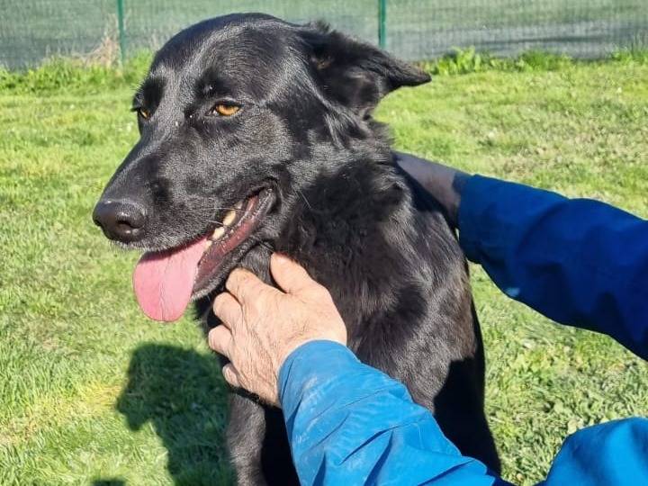 Adotta un cane, taglia grande, maschio, Roma