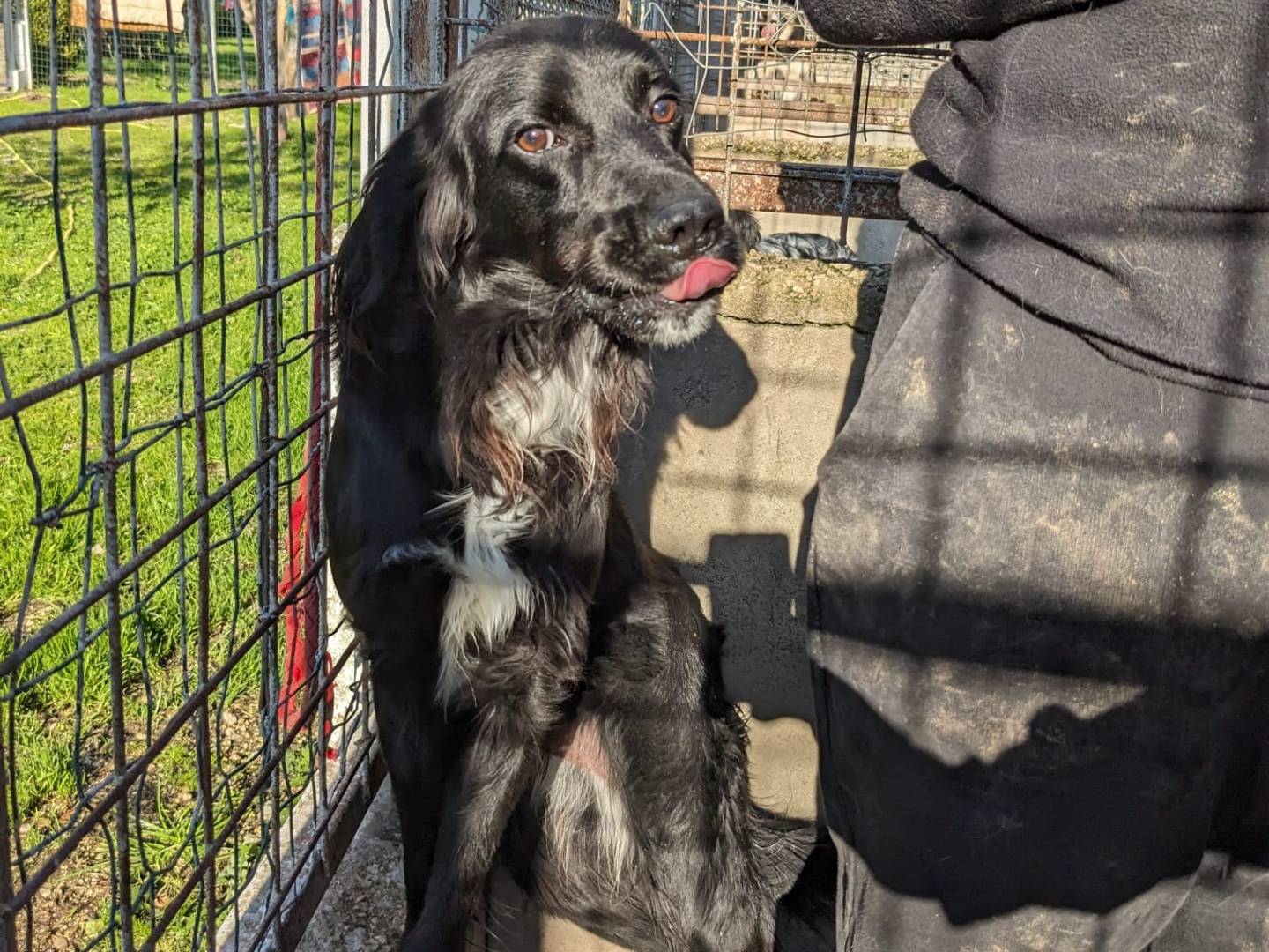 Adotta un cane, taglia media, maschio, Caserta