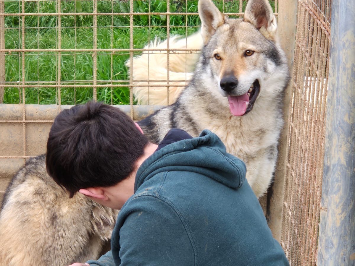 Adotta un cane, taglia gigante, maschio, Roma
