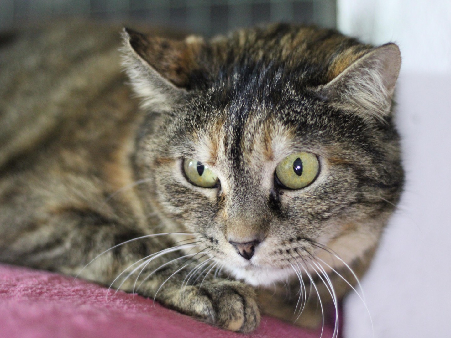 Adotta un gatto, femmina, 8 anni , Milano
