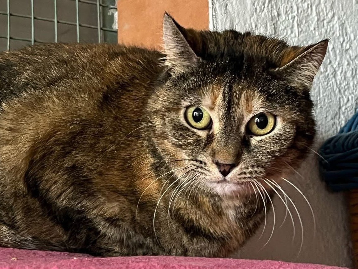 Adotta il gatto Clio a Milano