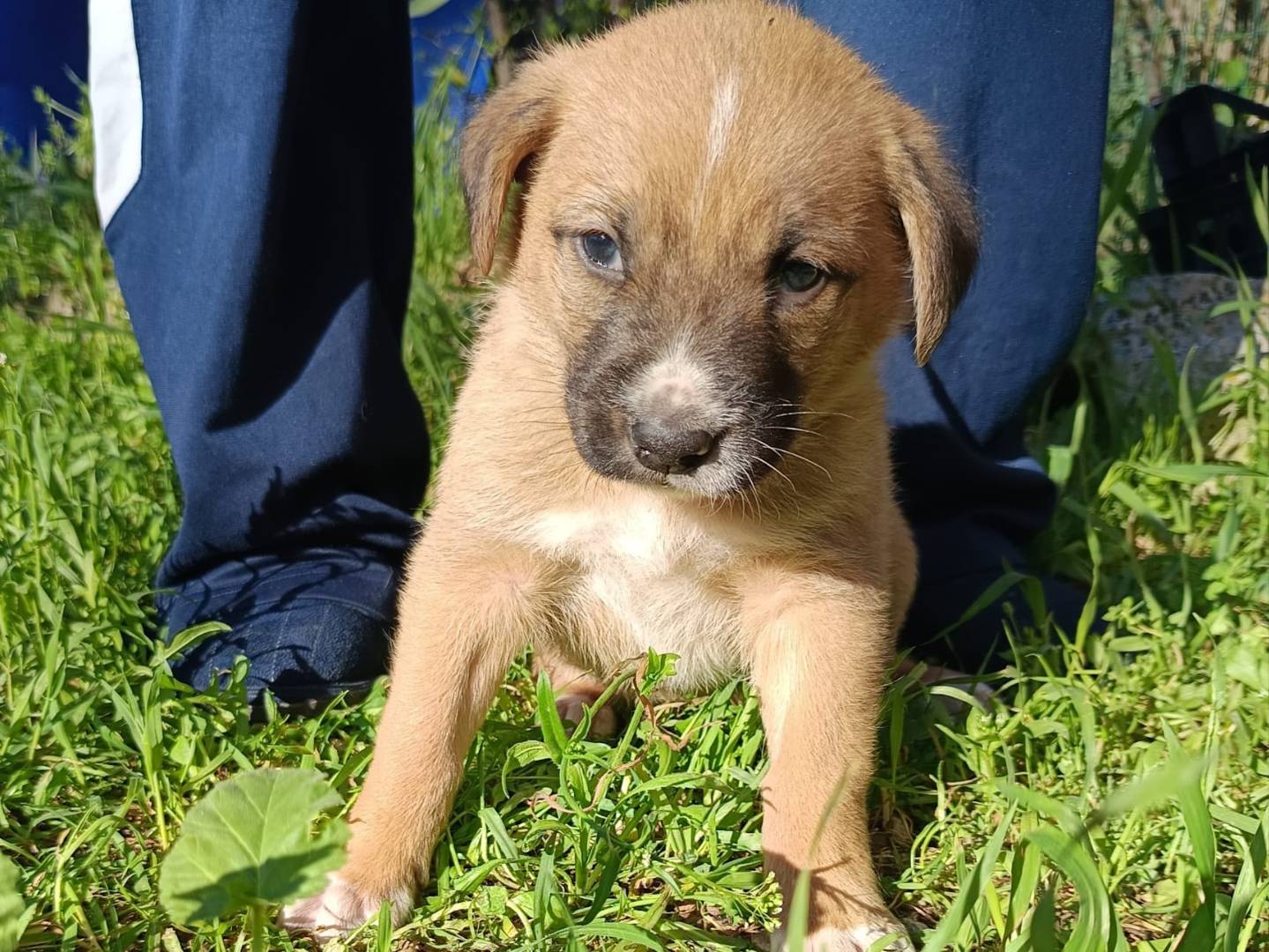 Adozione cane, maschio, Razza sconosciuta Razza sconosciuta, 2 mesi, taglia media, Bergamo