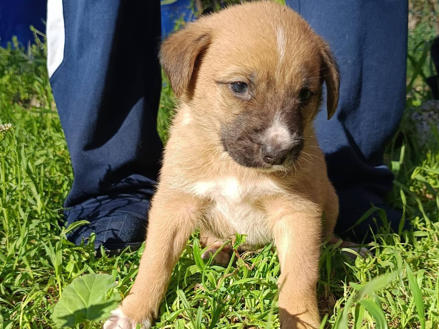 Adotta un cane, maschio, 2 mesi, Bergamo
