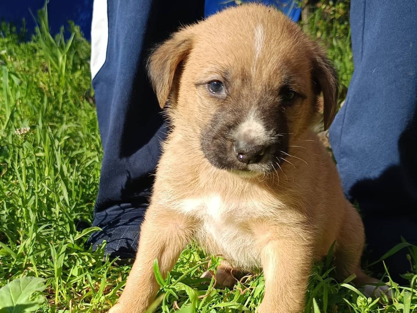 Adotta un cane, taglia media, maschio, Bergamo