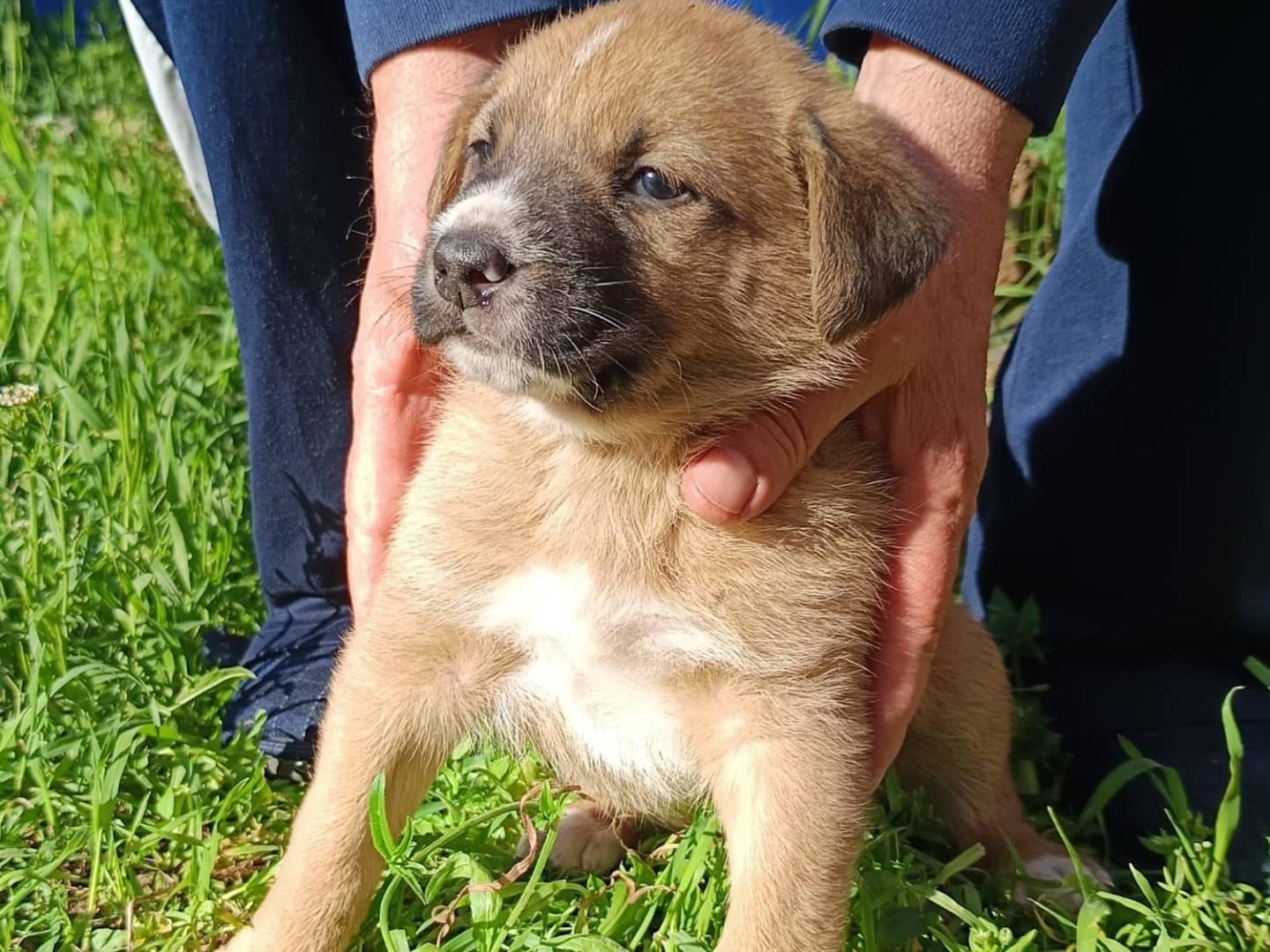 Vuoi adottare un cane a Bergamo?