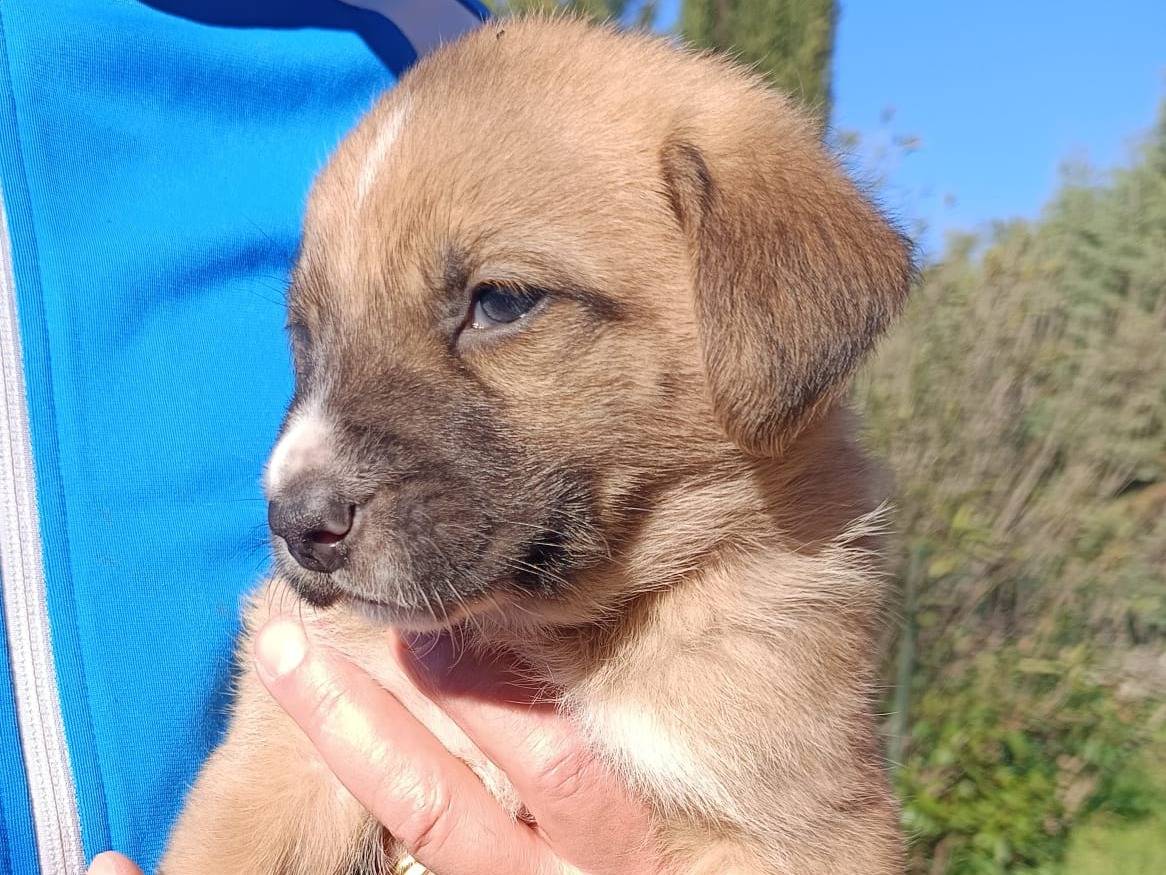 Adotta il cane Atlas il titano a Bergamo