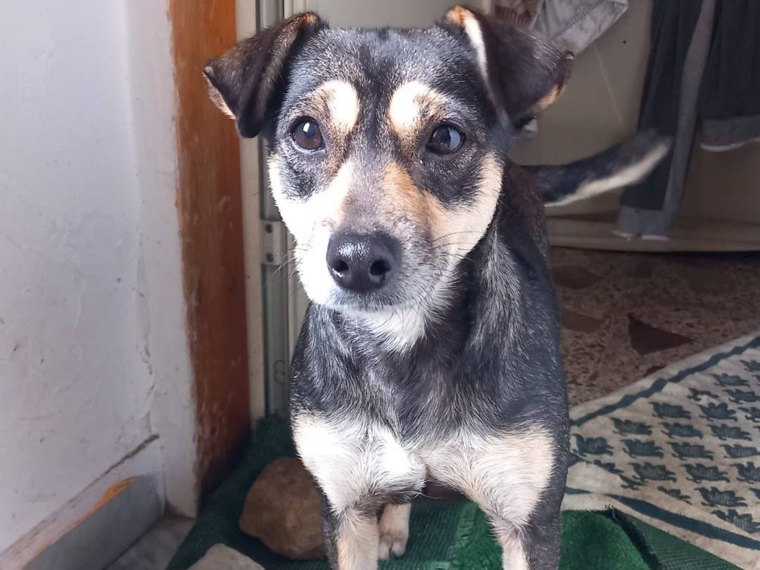 Adotta un cane, femmina, 4 anni  e 2 mesi , Caserta