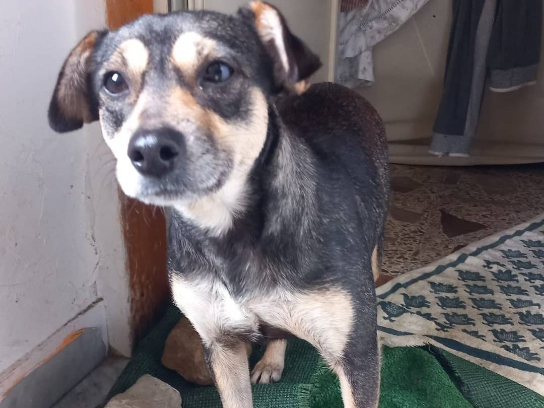 Adotta un cane, taglia piccola, femmina, Caserta