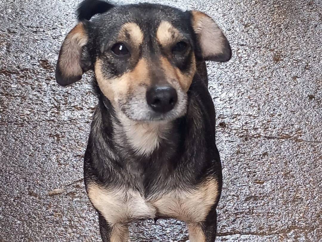Vuoi adottare un cane a Caserta?