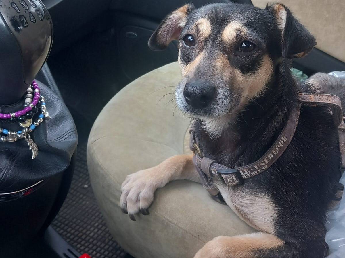 Adotta il cane LIZZY a Caserta