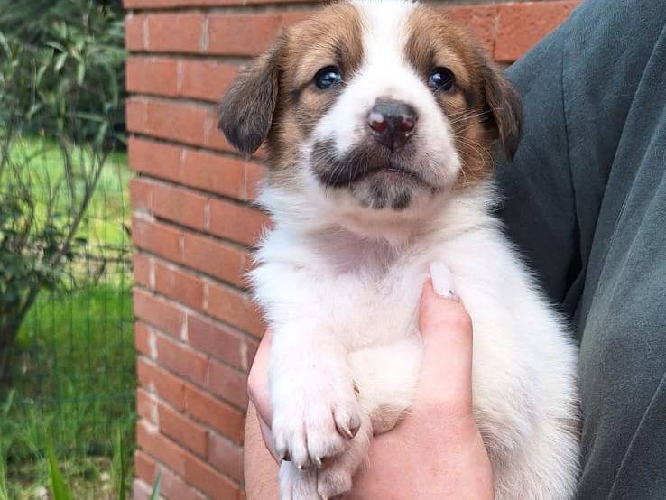 Adozione cane, femmina, Pastore tedesco Razza sconosciuta, 2 mesi, taglia media, Livorno