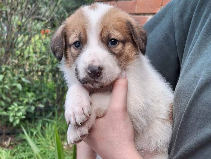 Adotta un cane, femmina, 2 mesi, Livorno