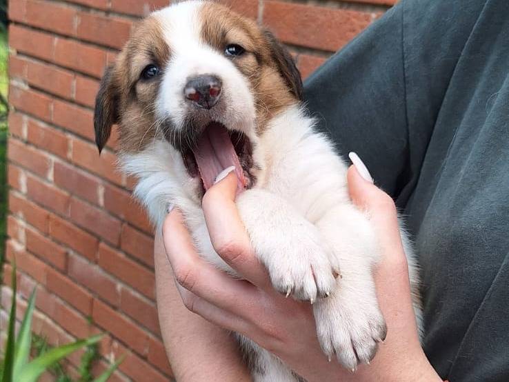 Adotta un cane, taglia media, femmina, Livorno