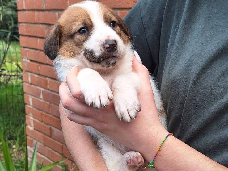 Adotta il cane Mira stella pronta a brillare a Livorno