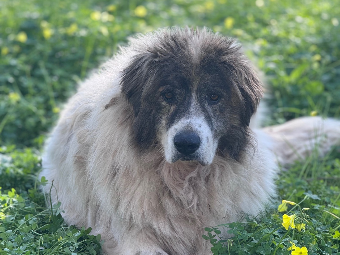 Foto dell'animale