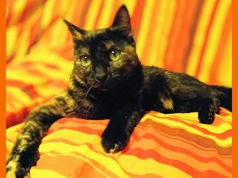 Foto dell'animale