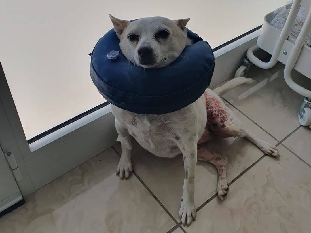 Adozione cane, femmina, Jack Russell Terrier Pinscher, 6 anni  e 11 mesi , taglia piccola, Matera