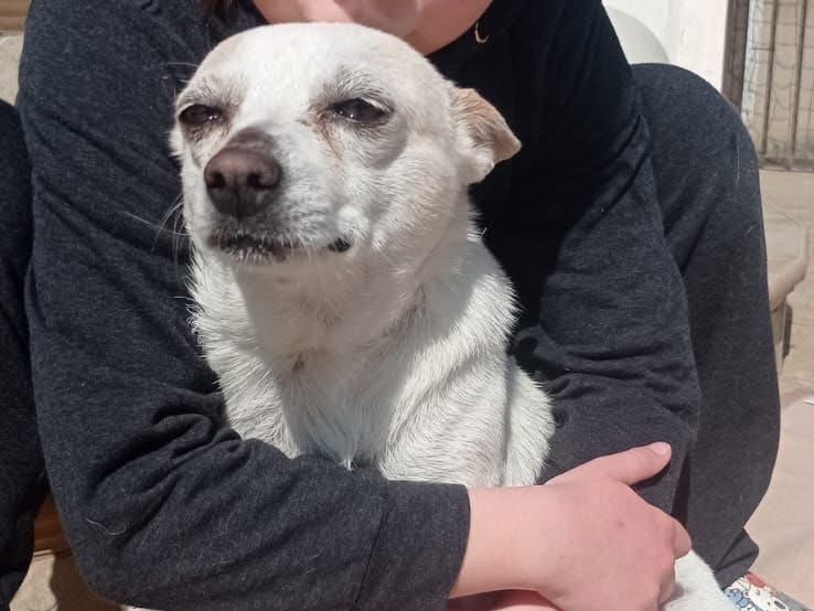 Adotta un cane, taglia piccola, femmina, Matera