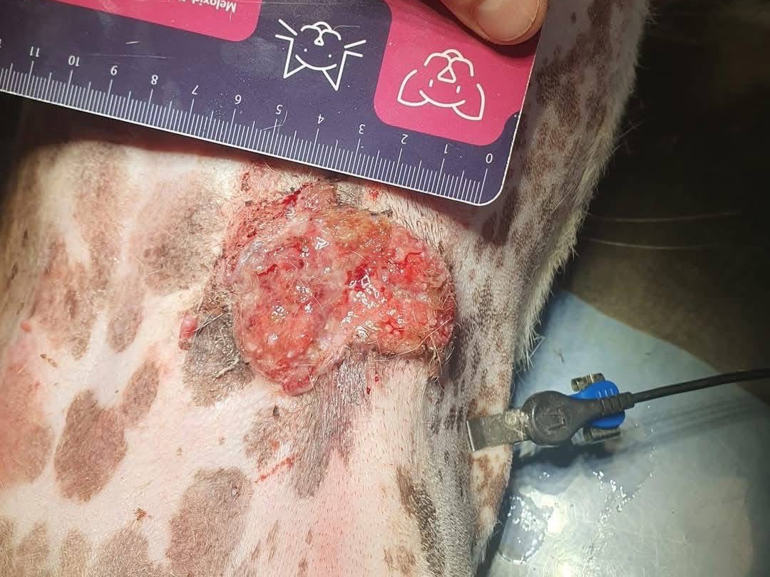 Vuoi adottare un cane a Matera?
