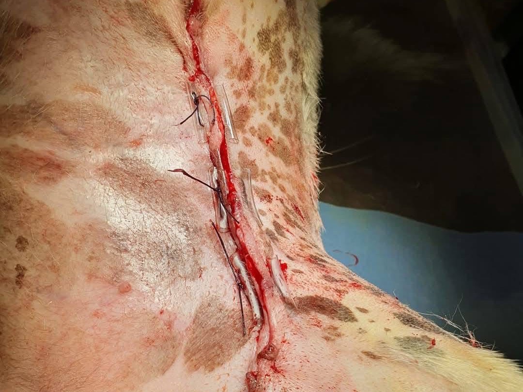Adotta il cane Kira  a Matera