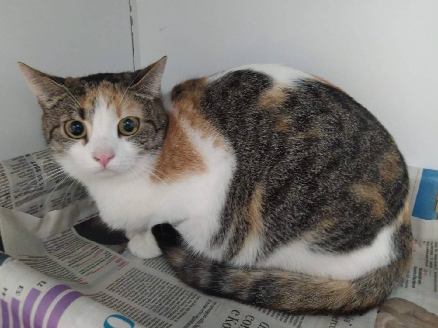 Adozione gatto, femmina, Razza sconosciuta Razza sconosciuta, 1 anno, taglia non valida, Trieste