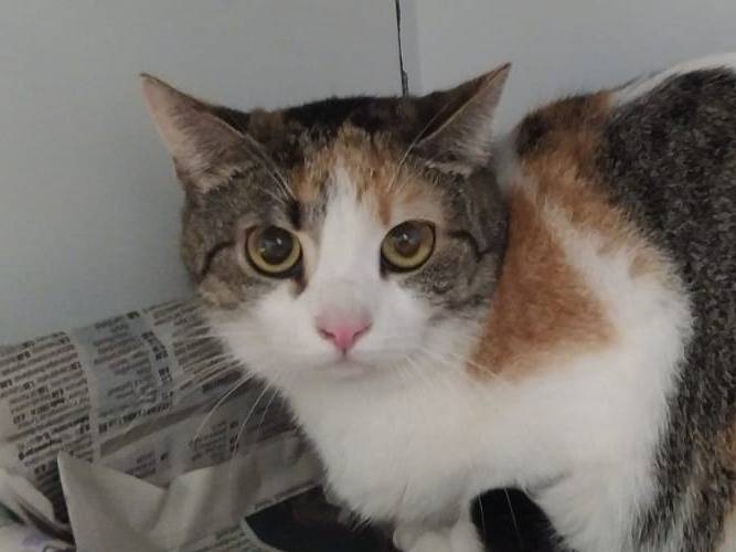 Adotta un gatto, femmina, 1 anno, Trieste