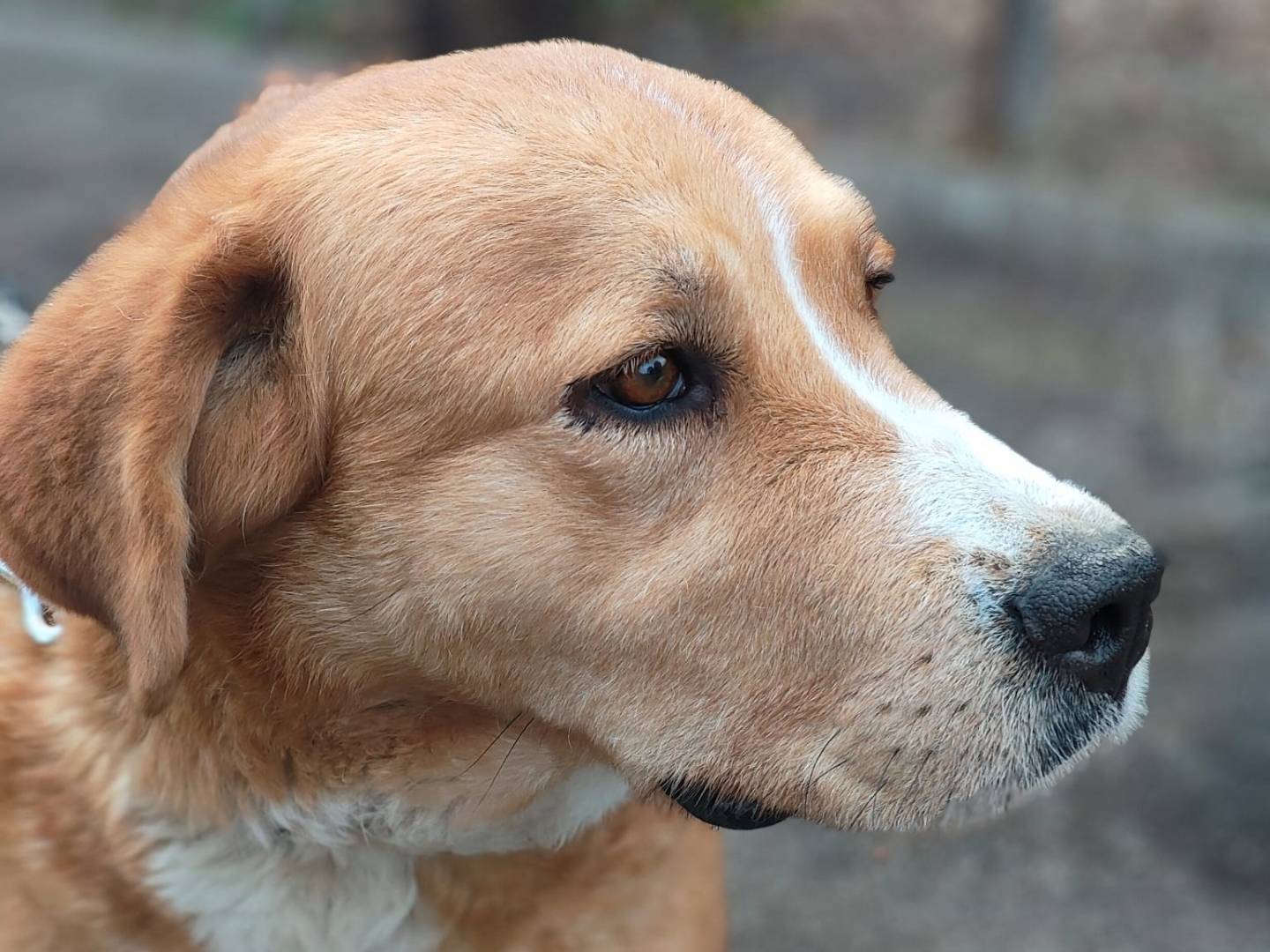 Foto dell'animale