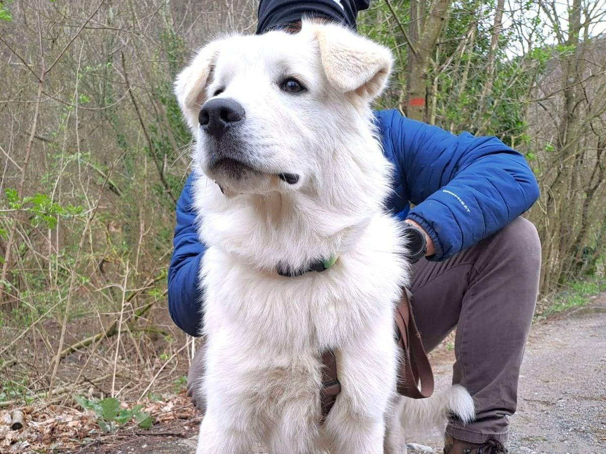 Foto dell'animale
