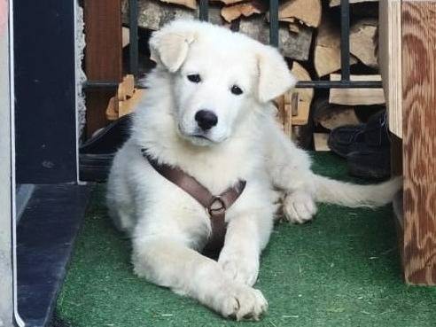 Adotta un cane, taglia media, maschio, Genova