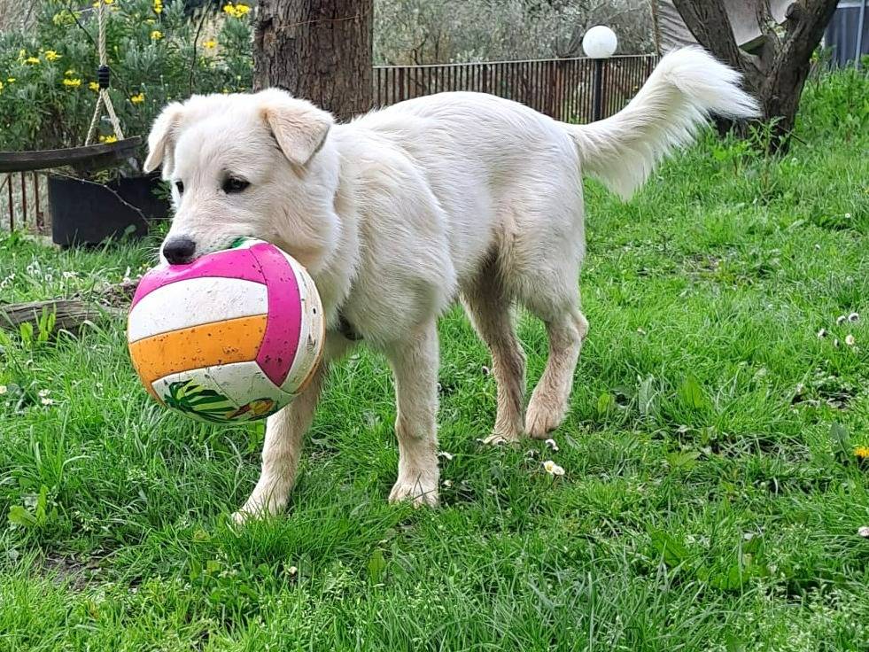 Vuoi adottare un cane a Genova?