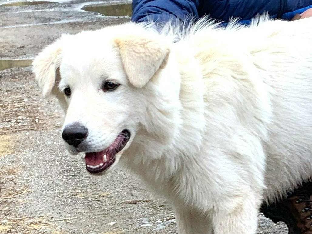 Adotta il cane Buck a Genova