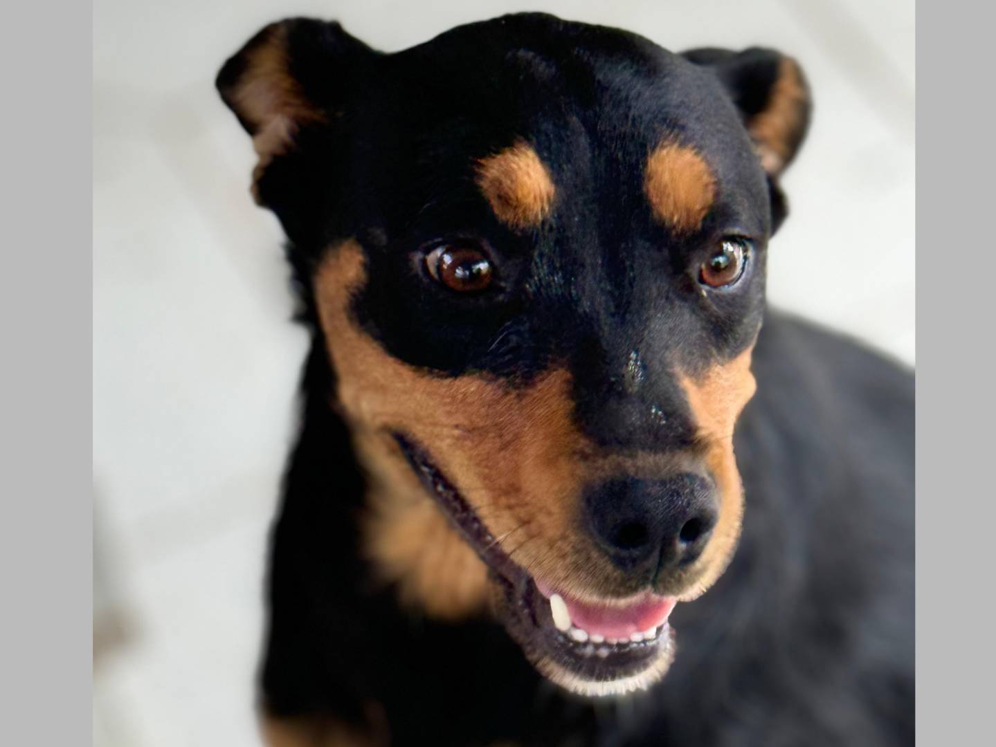 Adotta un cane, femmina, 3 anni  e 7 mesi , Reggio