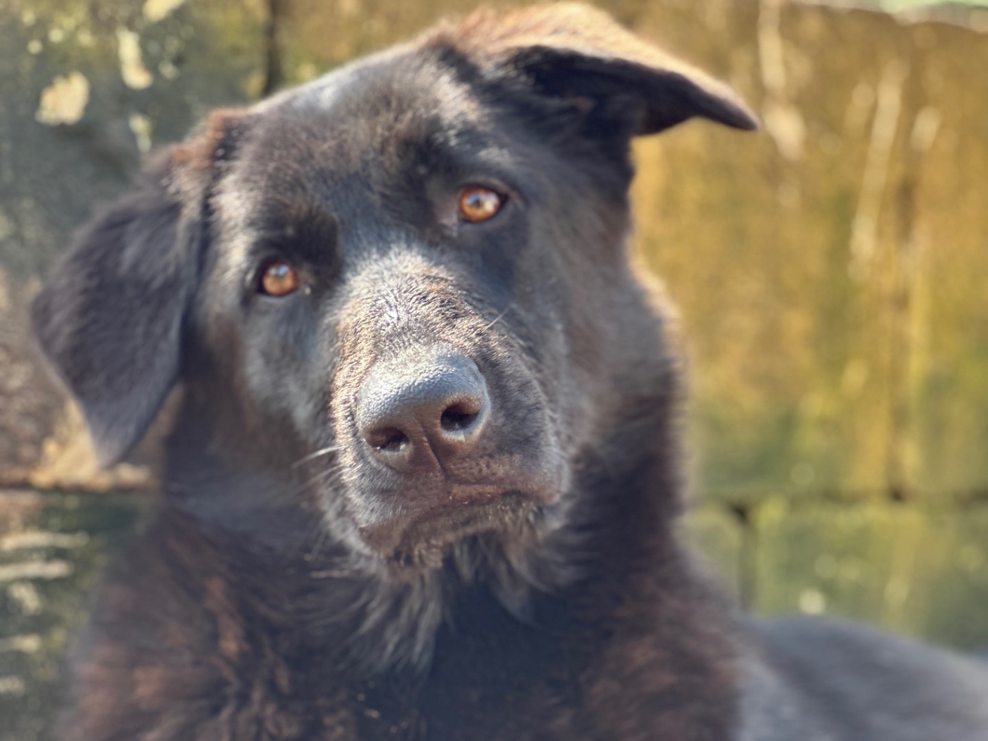 Adotta un cane, femmina, 1 anno e 2 mesi , Taranto