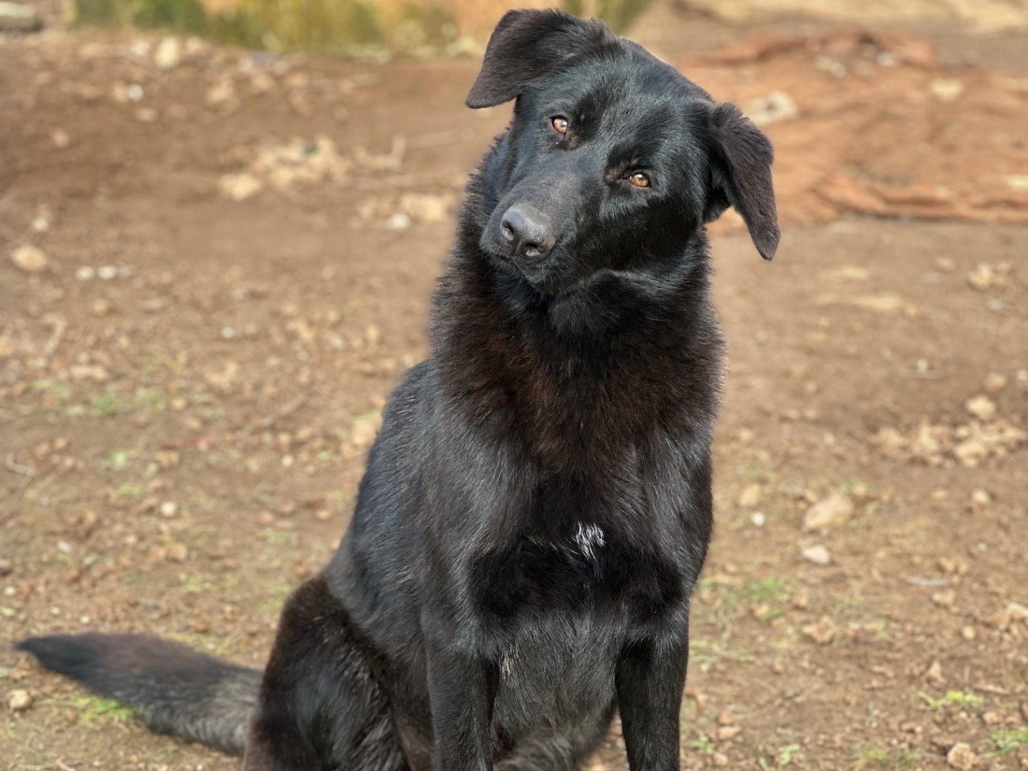 Adotta un cane, taglia grande, femmina, Taranto