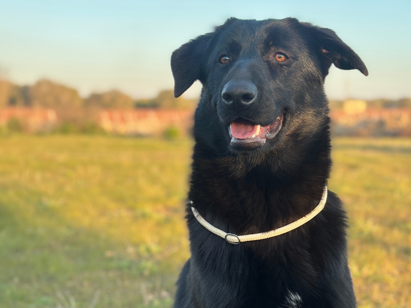 Vuoi adottare un cane a Taranto?