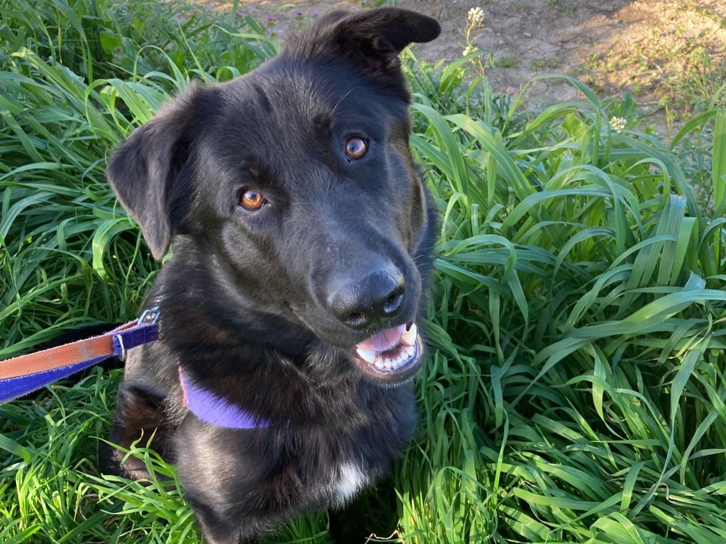 Adotta un cane, maschio, 1 anno e 1 mese, Taranto