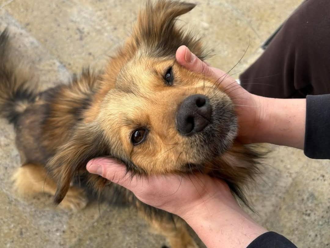 Foto dell'animale