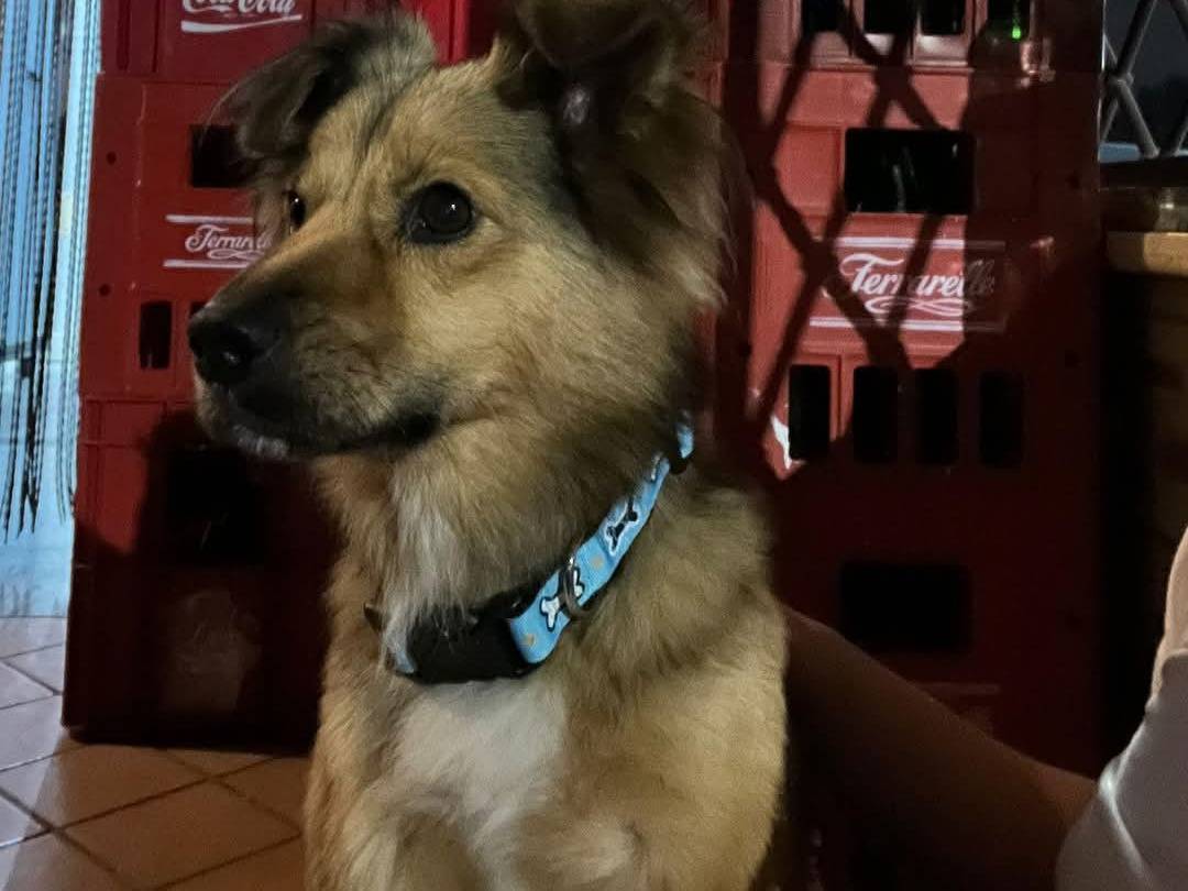 Adotta un cane, taglia media contenuta, maschio, Caserta