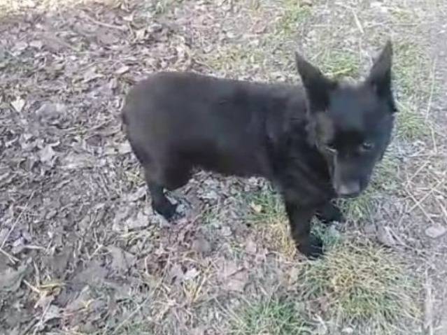 Adotta un cane, maschio, 5 anni  e 6 mesi , Alessandria