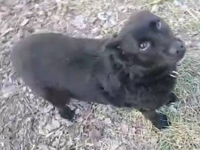 Adotta un cane, taglia piccola, maschio, Alessandria
