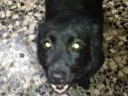 Adotta il cane Lucky nero  a Alessandria