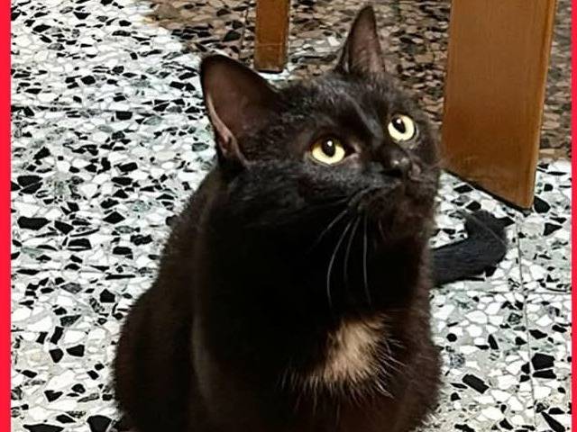 Foto dell'animale